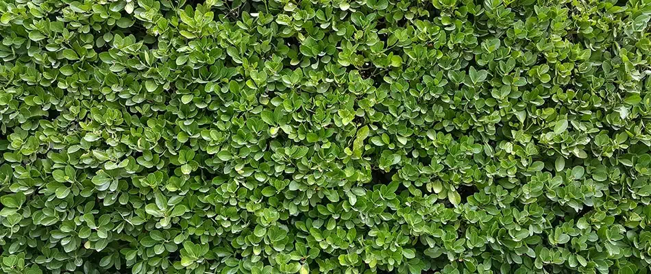 A boxwood shrub on a property in Grand Rapids, MI.