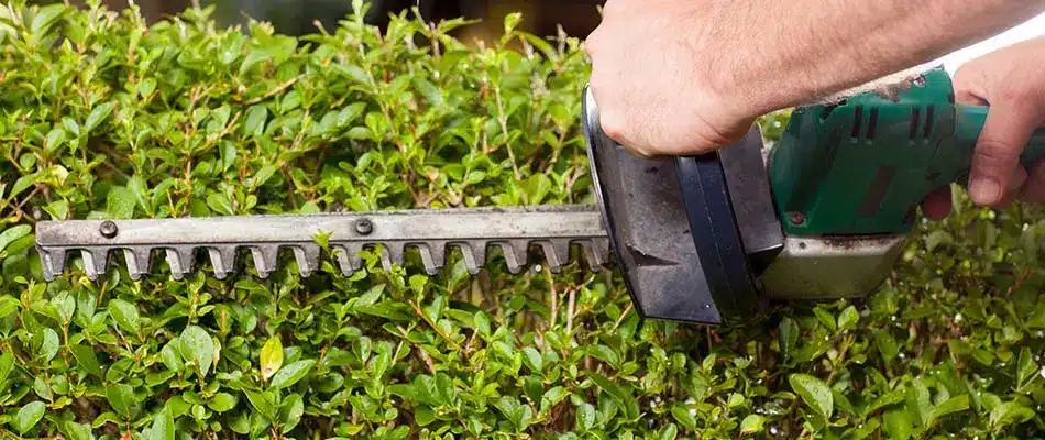 Shrubs being hand trimmed near Grand Rapids, MI.