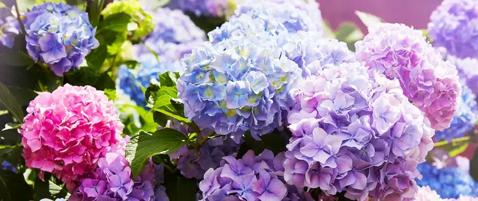 Multicolored hydrangeas on a property in Cascade, MI.