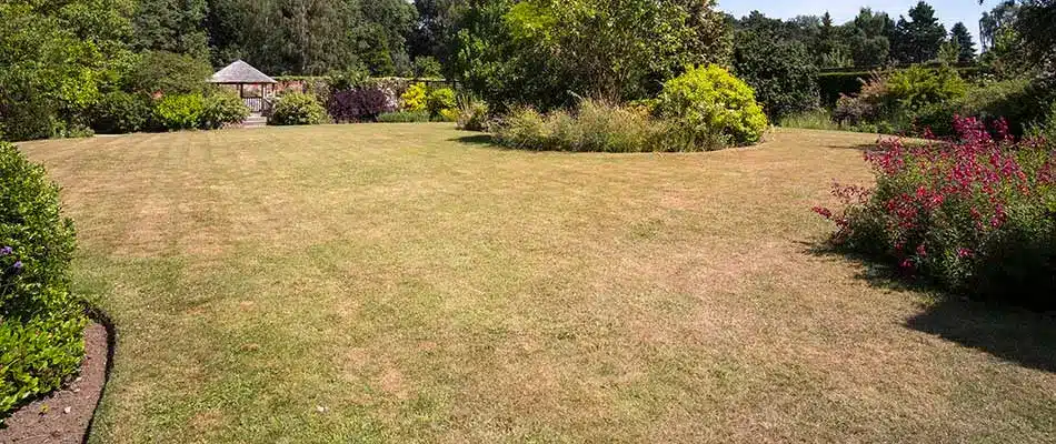 A lawn in Ada, Michigan with dying grass from mowing too short.
