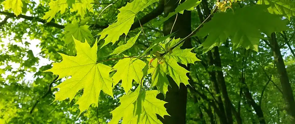 blog maple tree
