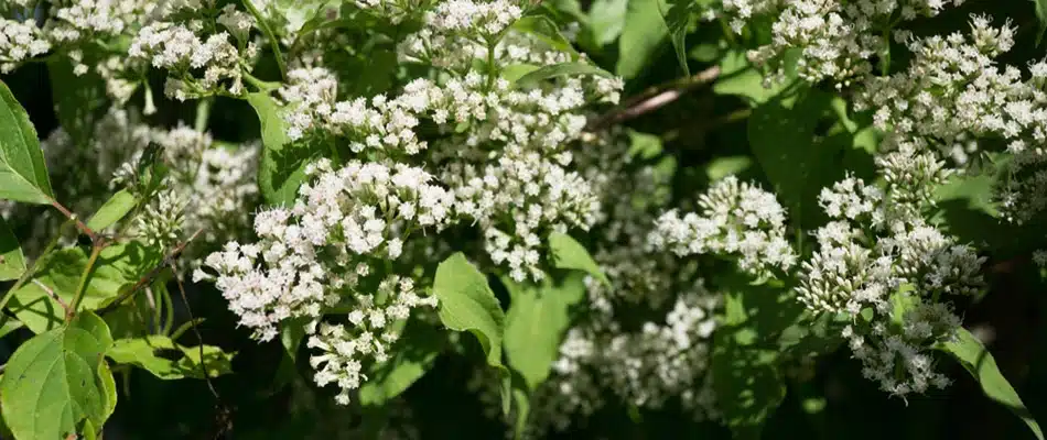 A New Jersey tea plant on a property in Grandville, MI.