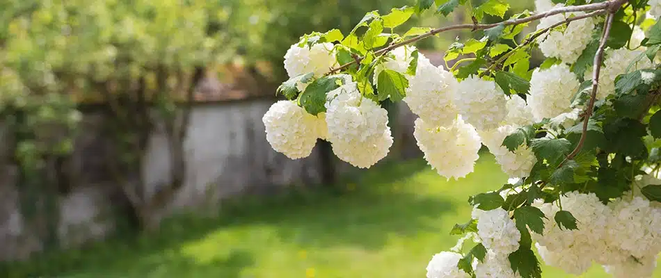 Viburnum branches on a property in East Grand Rapids, MI.