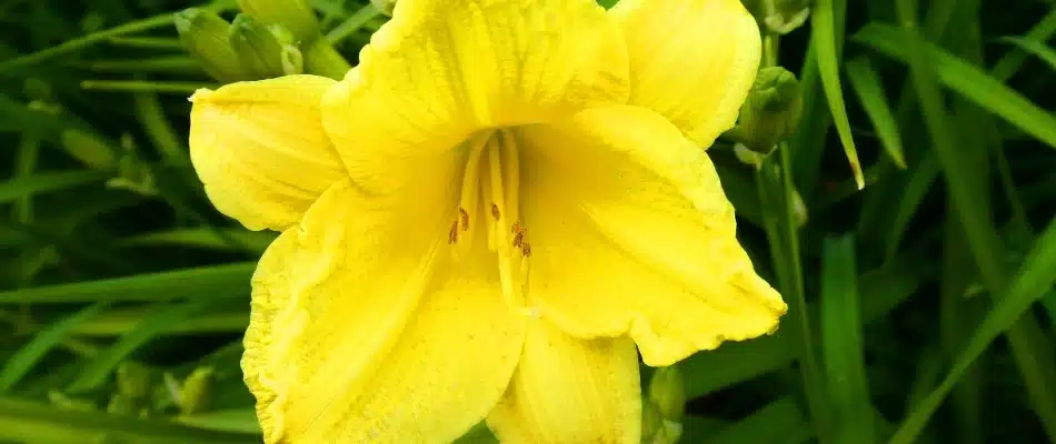 Daylily planted in landscape bed in East Grand Rapids, MI.