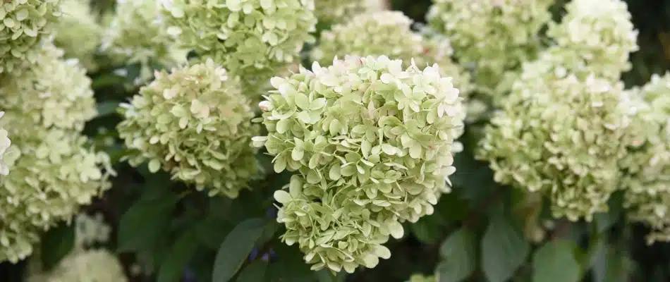 Hydrangeas in landscape be turning another color in Marne, MI.