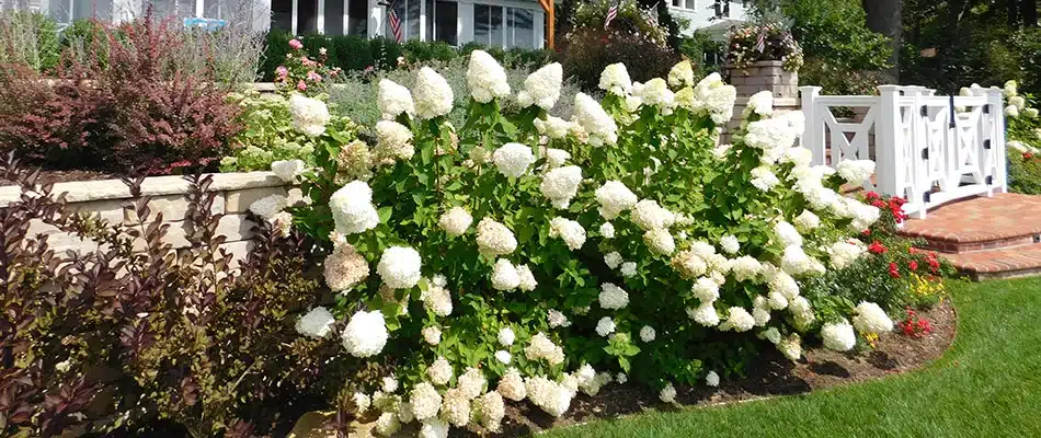 Hydrangeas thriving in a landscape bed in Grand Rapids, MI.