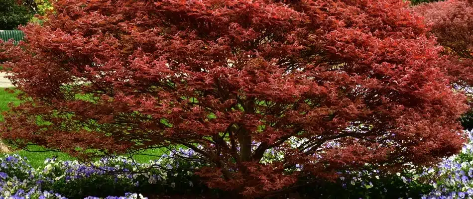 Japanese maple tree planted in landscape bed in Holland, MI.
