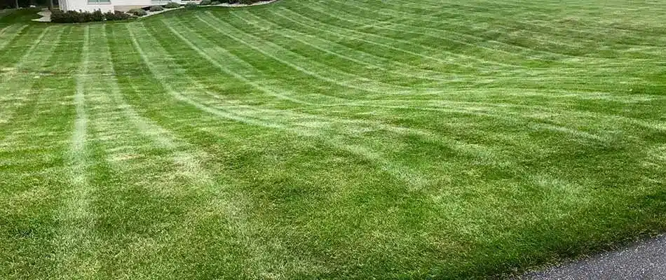 Freshly mowed Wyoming, MI home lawn with mowing lines.