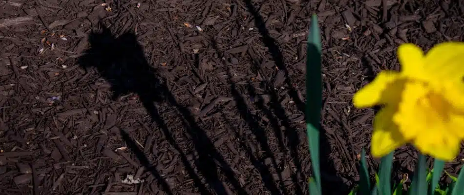 Mulch absorbing all nutrients for plant to grow efficiently in Grandville, MI.