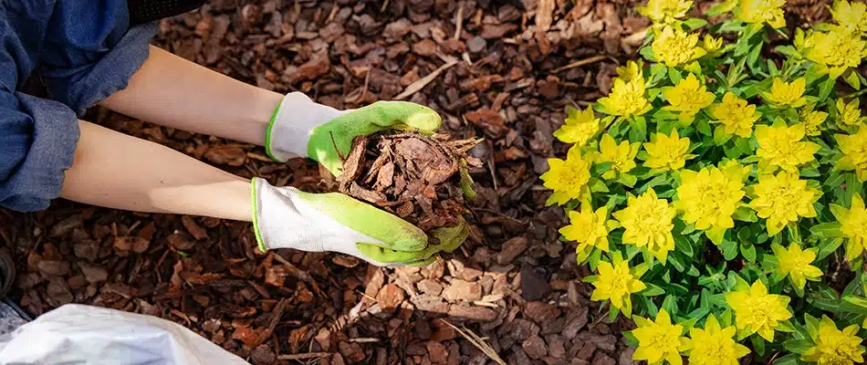 Our landscape professional placing mulch by some healthy yellow flowers in Cascade, MI.