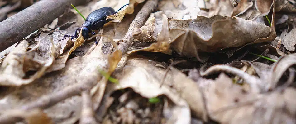Pest crawling inside of leaf pile left on a lawn in Hudsonville, MI.