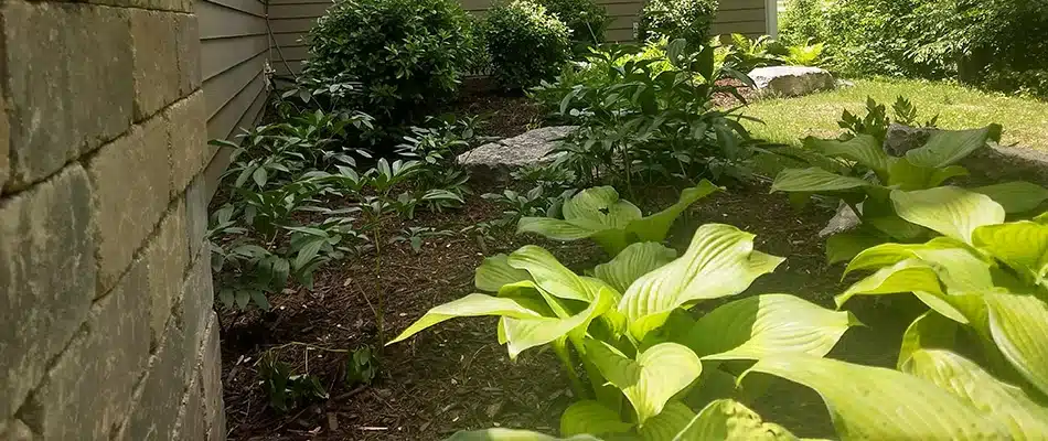 Plantings in a landscape bed in Grandville, MI.