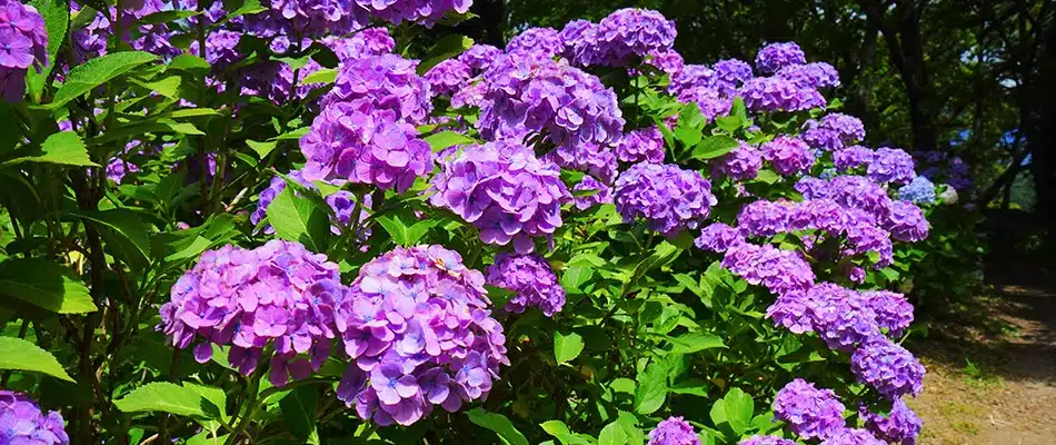 Purple hydrangeas growing on a garden by a home in Plainfield, MI.